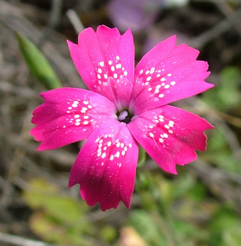 Альпийская роза Кузнецкий мост