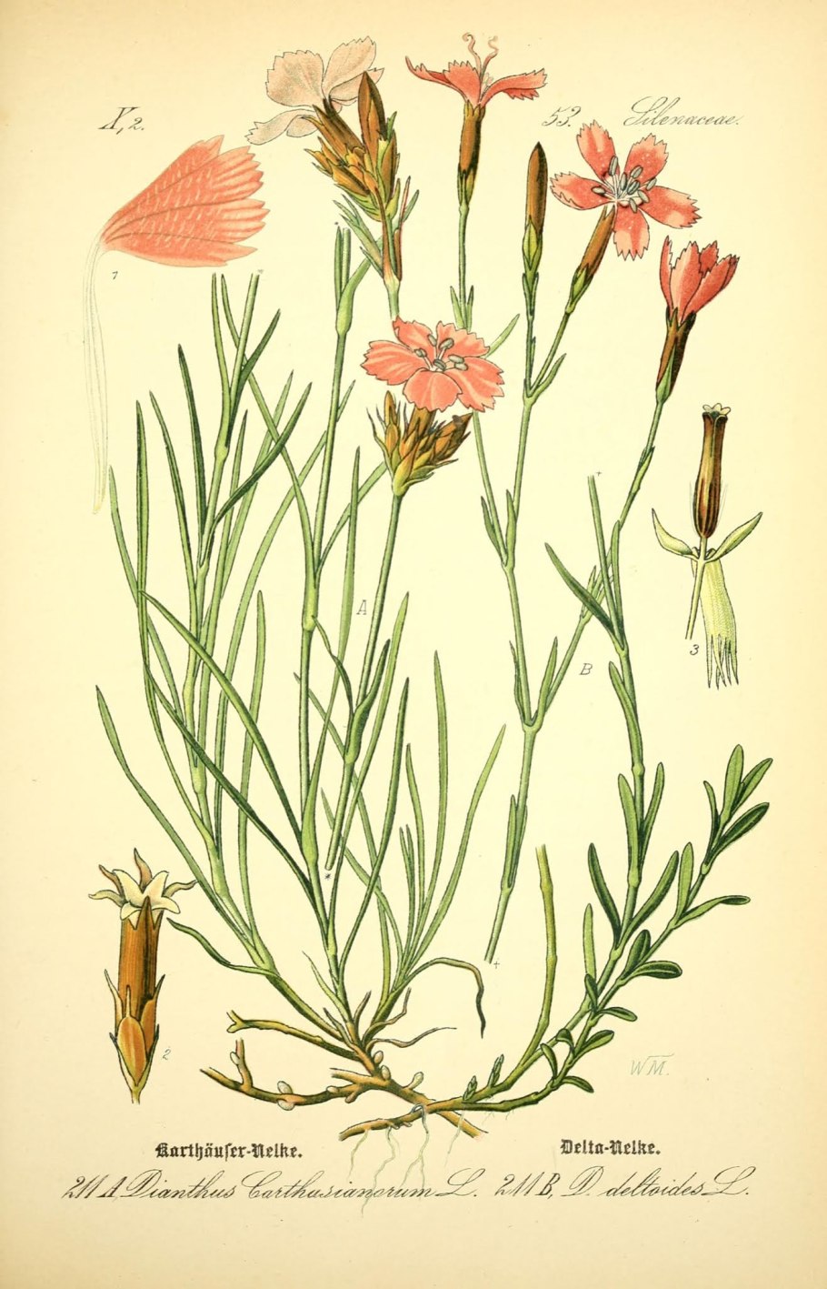 Цветок гвоздики фото крупным планом