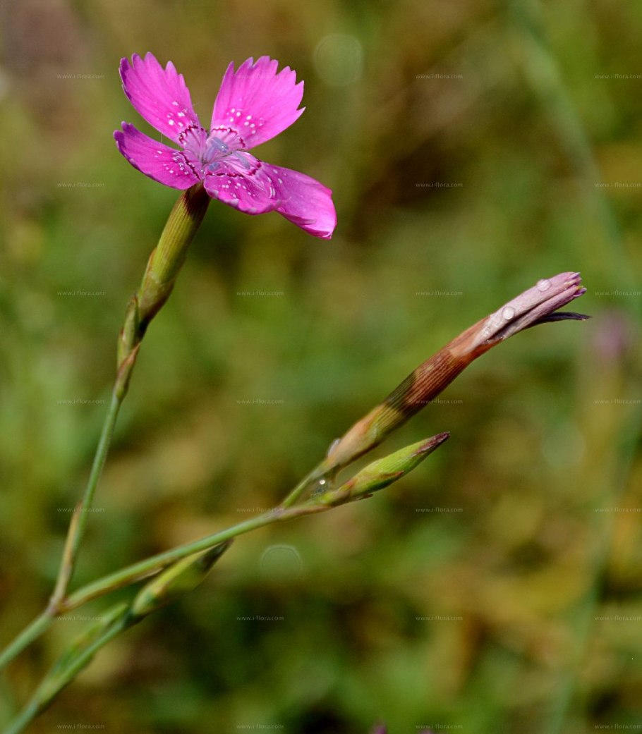 Лофиокарпус (Lophiocarpus