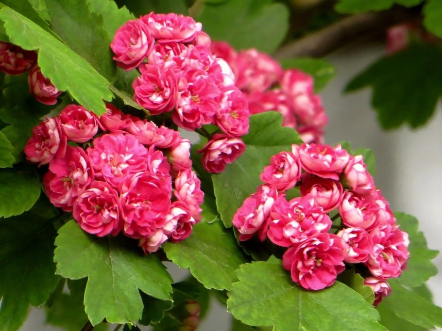 Боярышник Пауль Скарлет куст