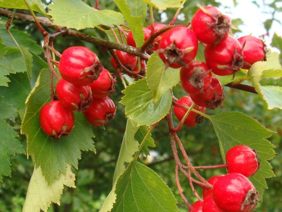 Боярышник однопестичный Crataegus monogyna Jacq.
