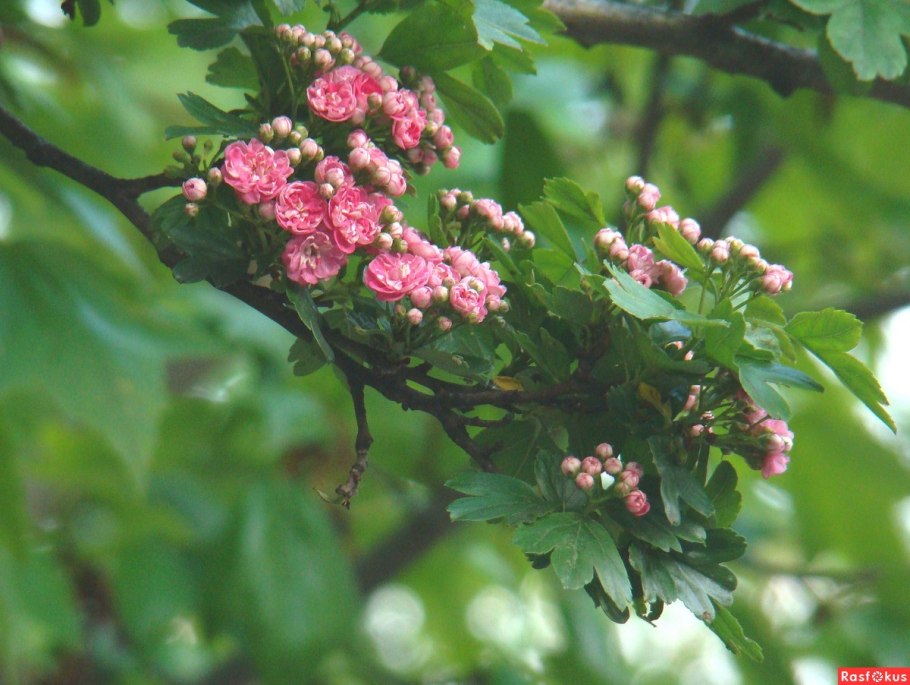 Боярышник пол Скарлет
