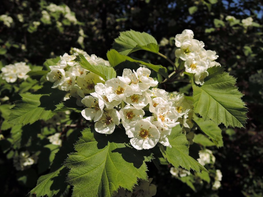 Боярышник крупноплодный куст