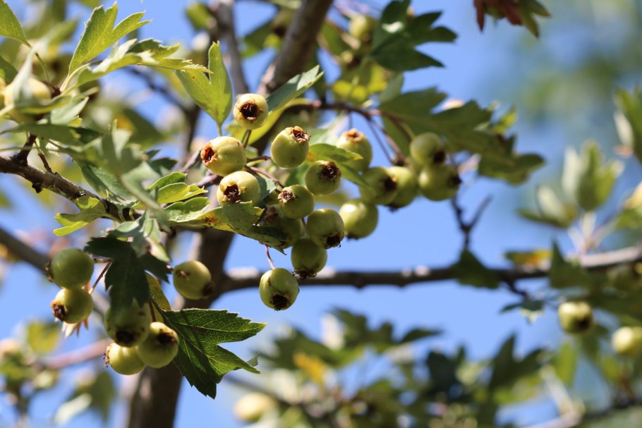 Боярышник Сибирский кроваво-красный