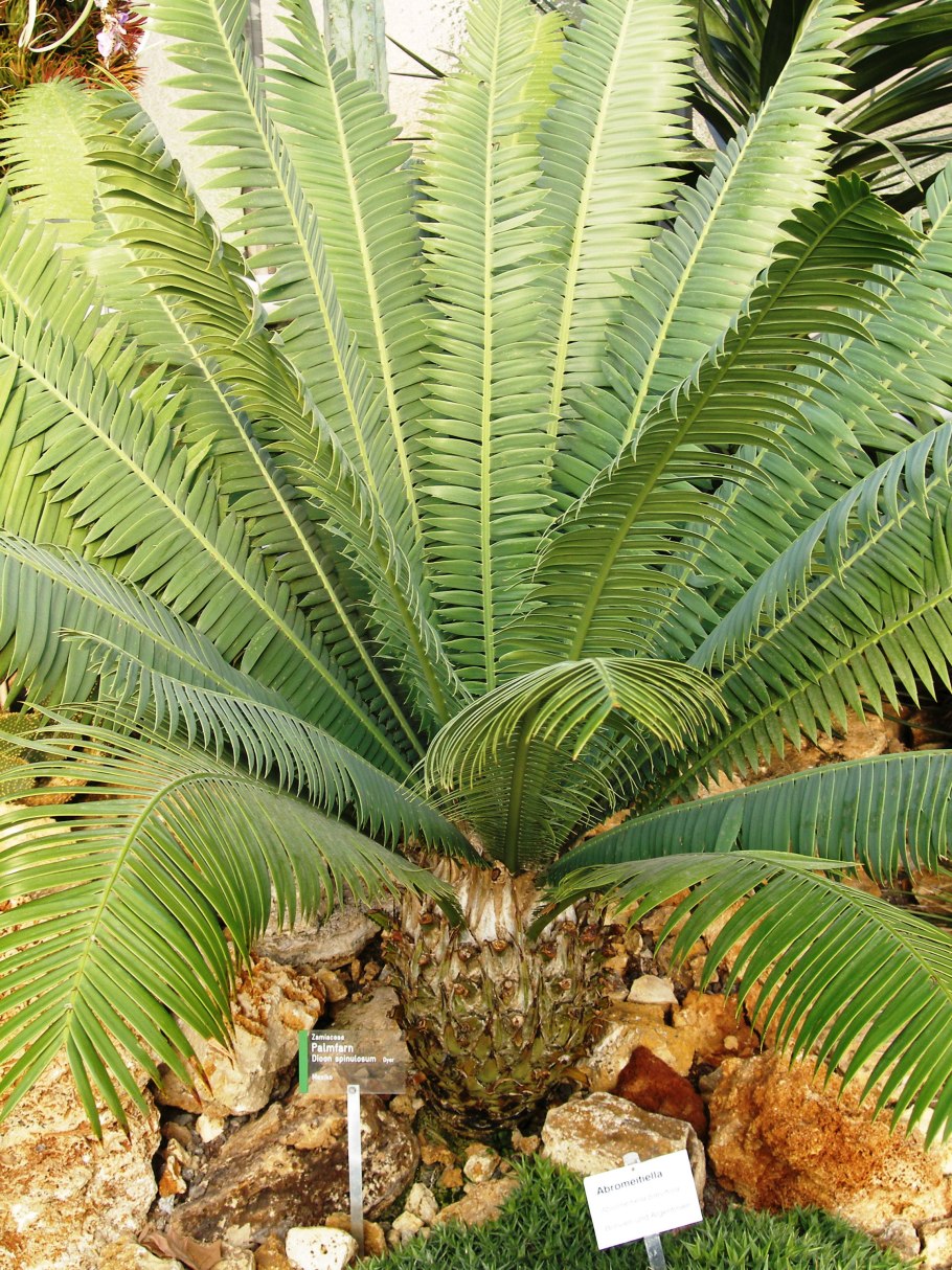 Диоон колючий