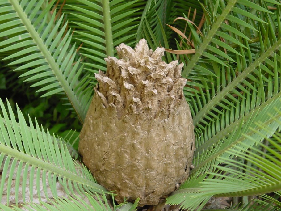Dioon spinulosum