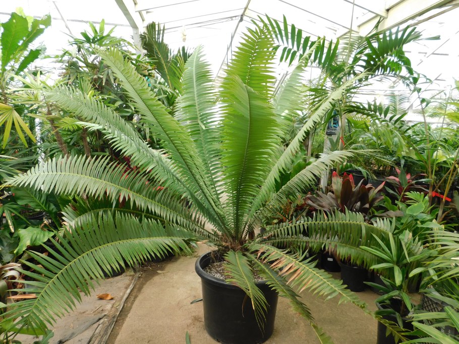 Dioon spinulosum
