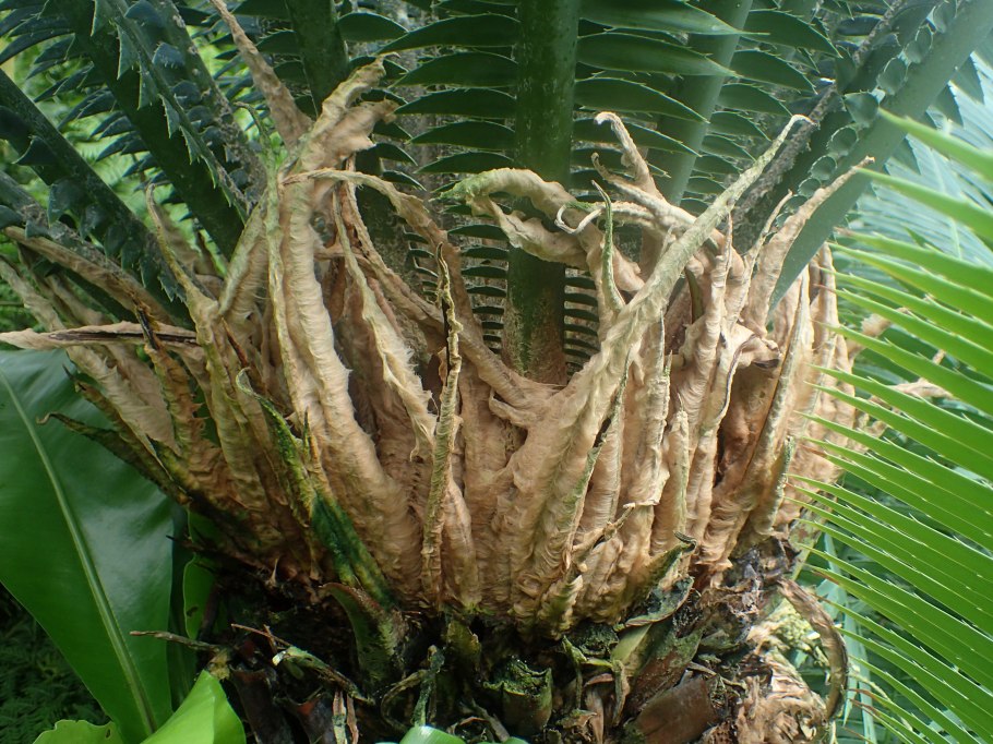 Цикас группа