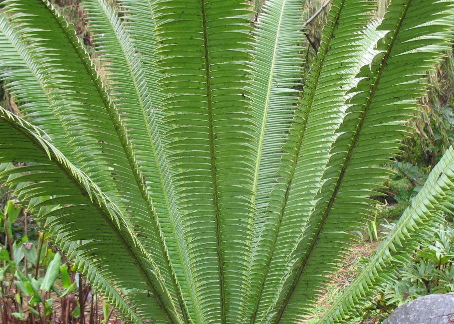 Саговниковые папоротники