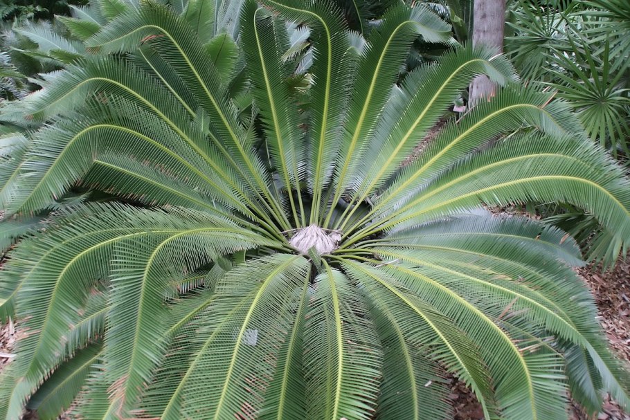 Диоон съедобный