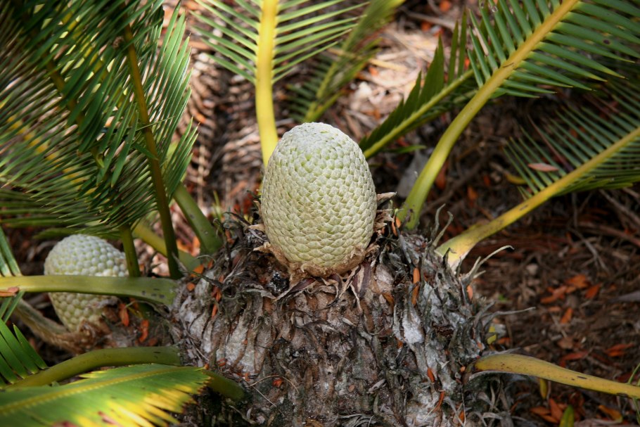 Диоон колючий