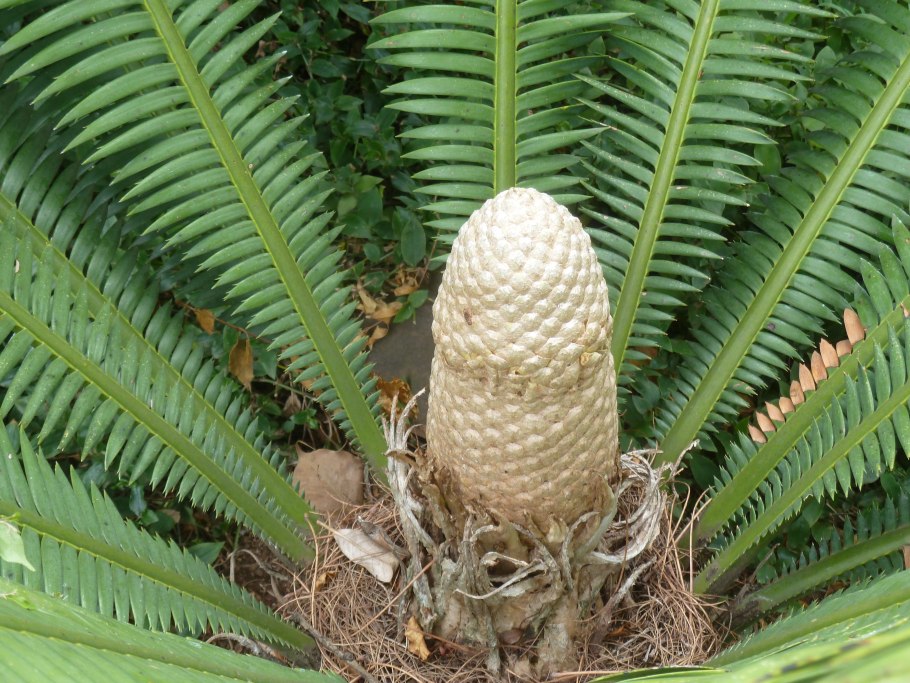 ✔️name :Dioon edule