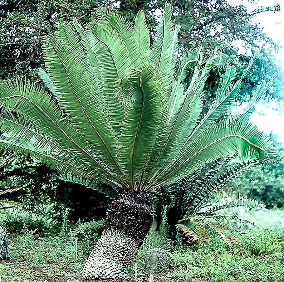 Диоон съедобный женский и мужской