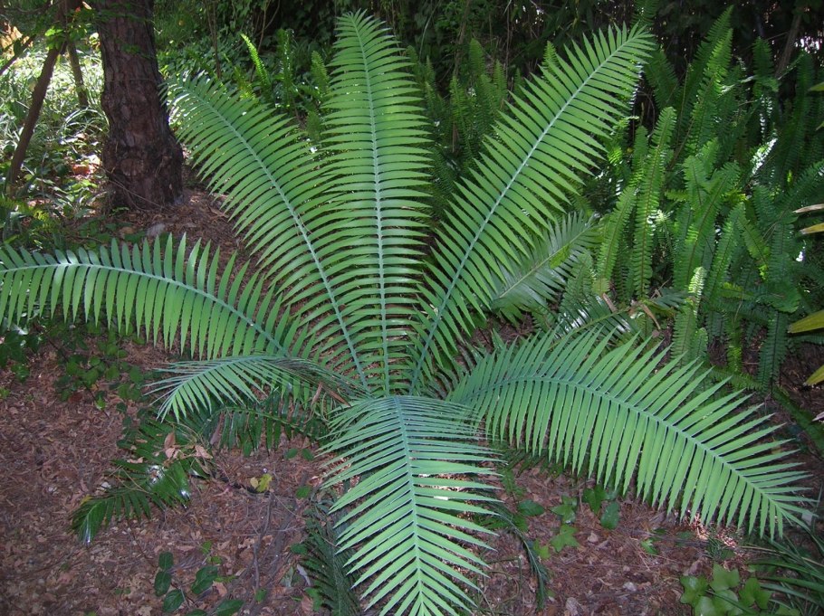 Диоон колючий