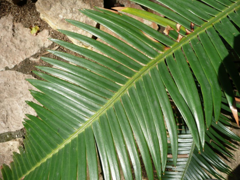 Dioon califanoi