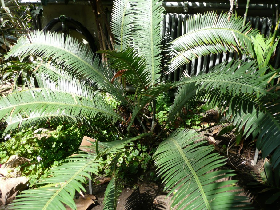 Dioon spinulosum