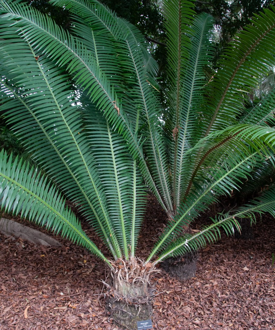 ✔️name :Dioon edule