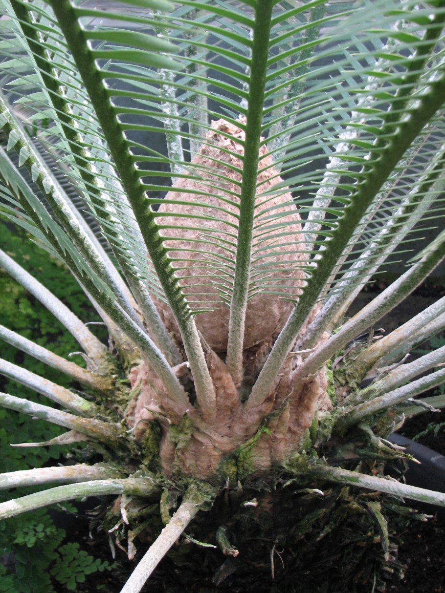 Дион растение