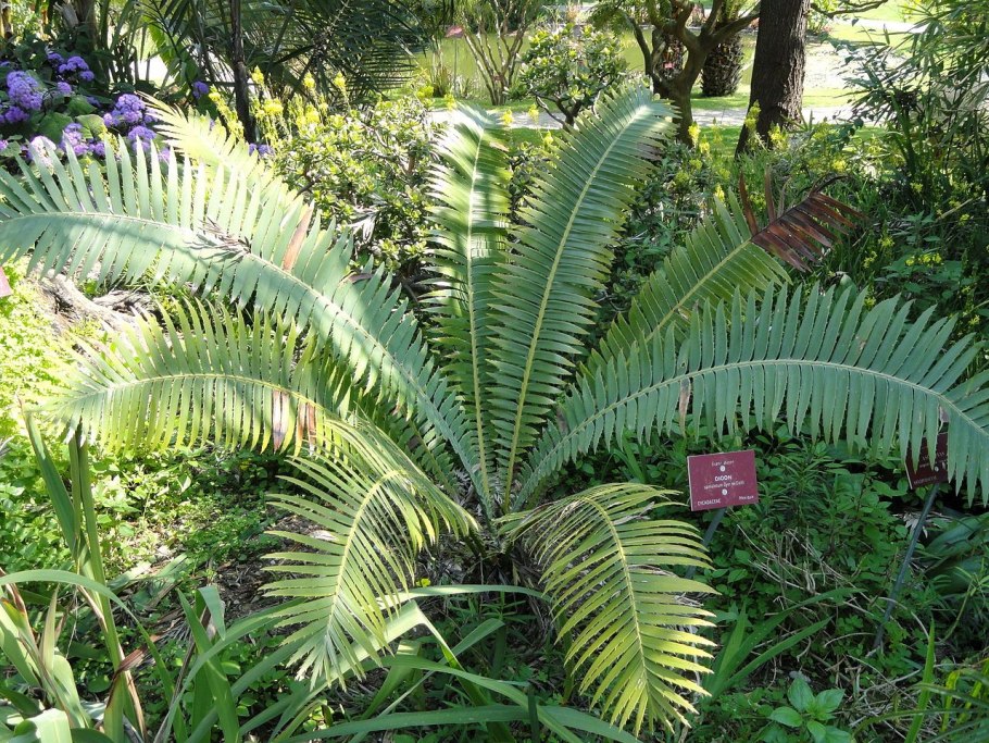 Dioon spinulosum