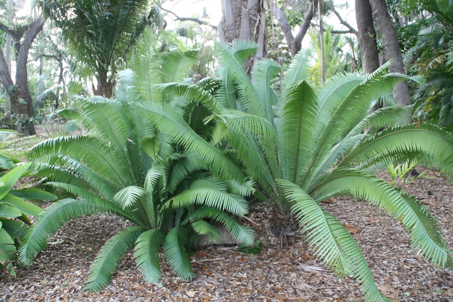 Dioon holmgrenii
