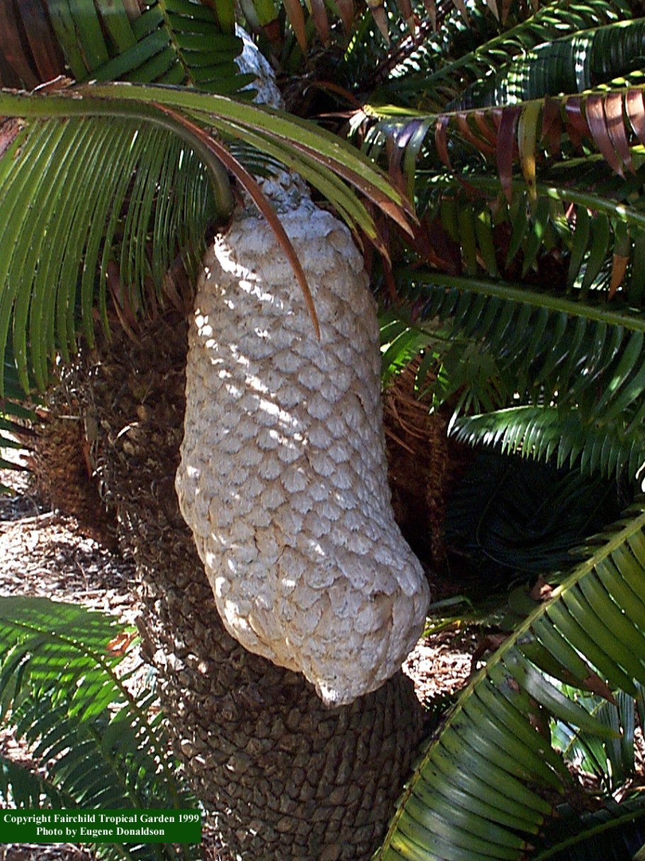 Диоон колючий