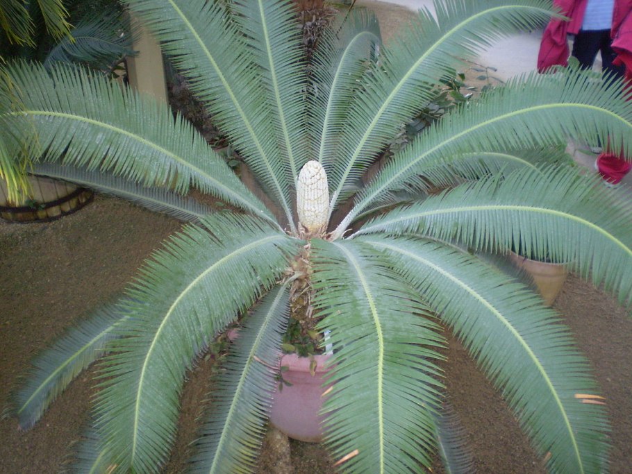 Dioon edule купить