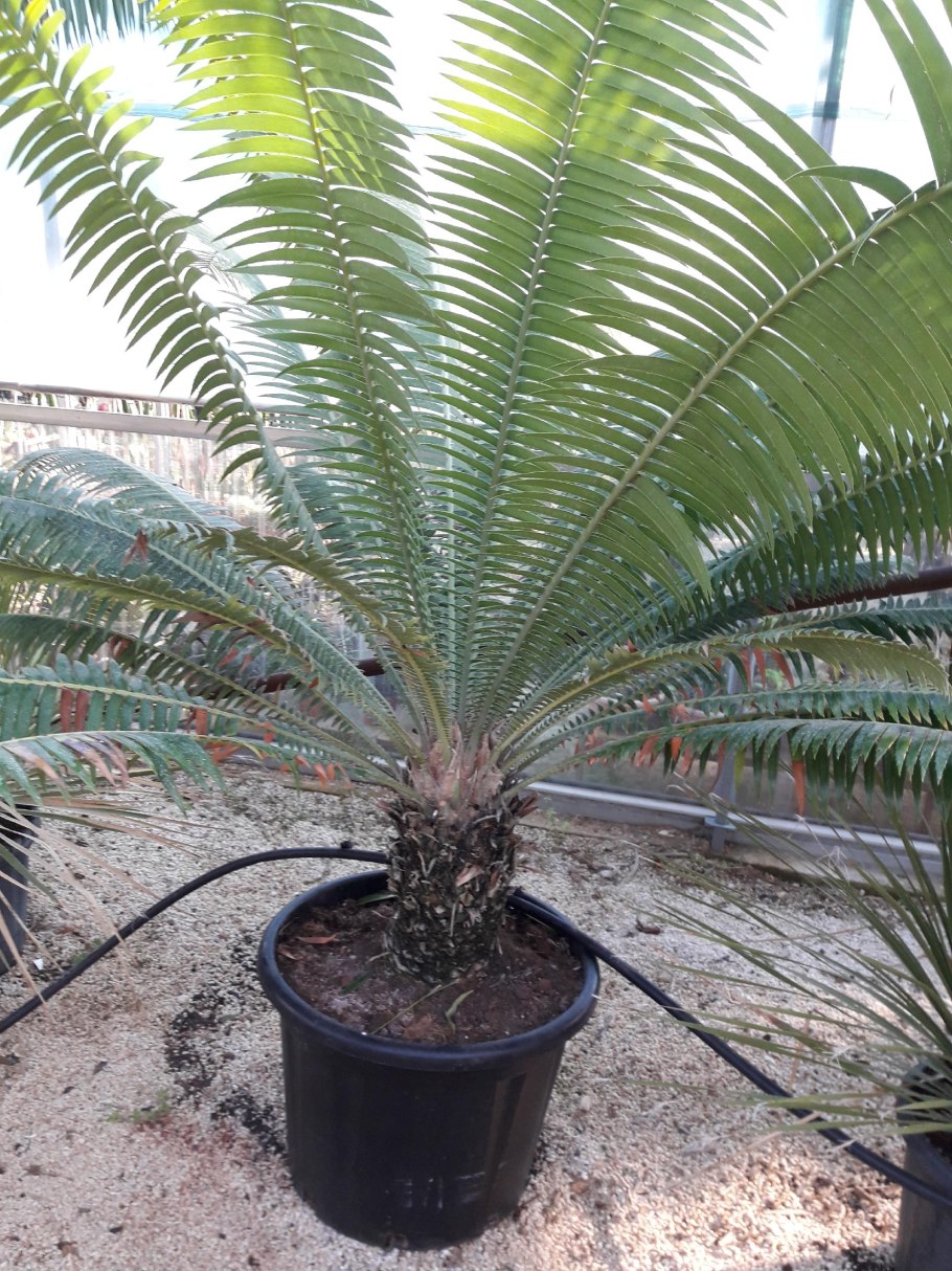 Диоон колючий