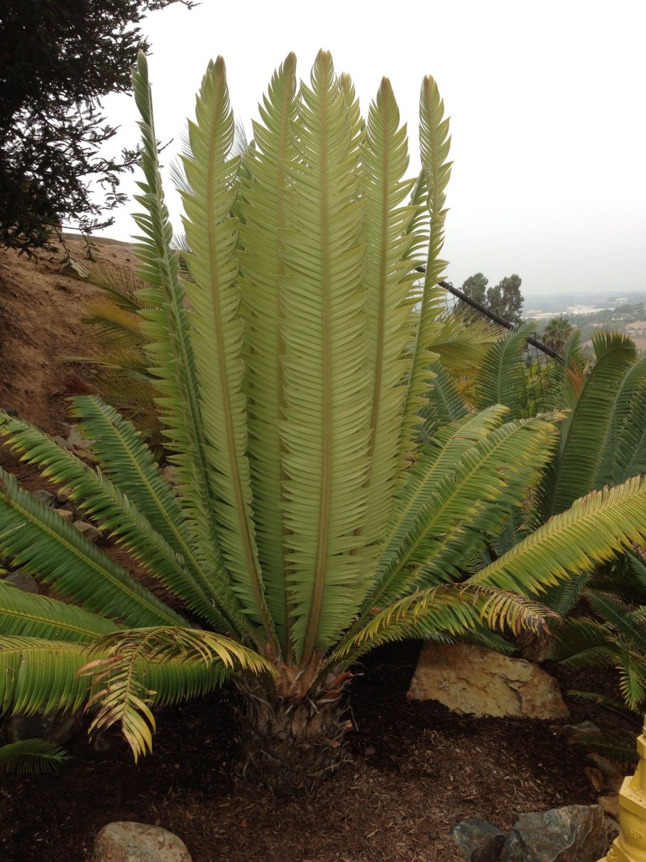 Диоон съедобный