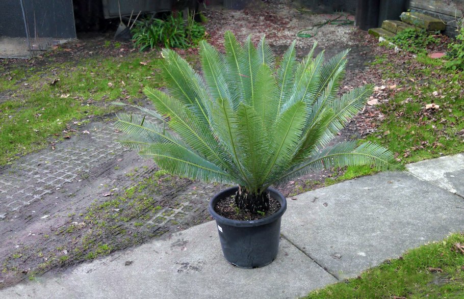 Дион саговник