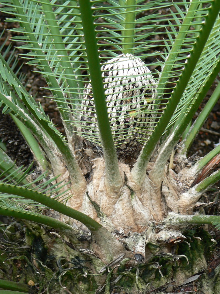 Dioon holmgrenii