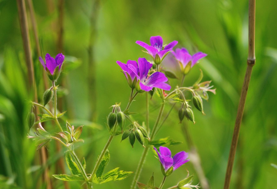 Герань Лесная (Geranium sylvaticum)