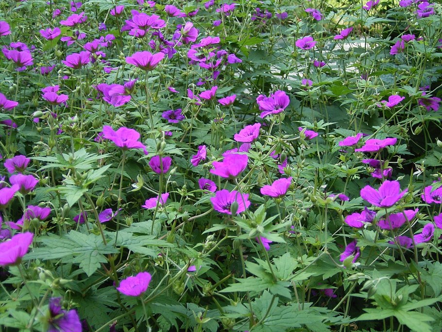 Герань Лесная журавельник