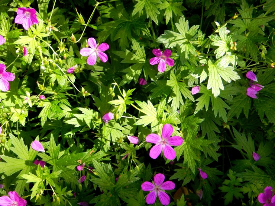 Герань Лесная (Geranium sylvaticum)
