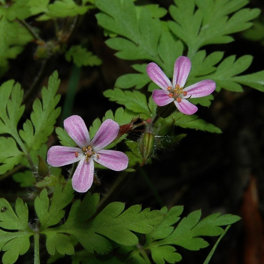 Герань Лесная (Geranium sylvaticum)