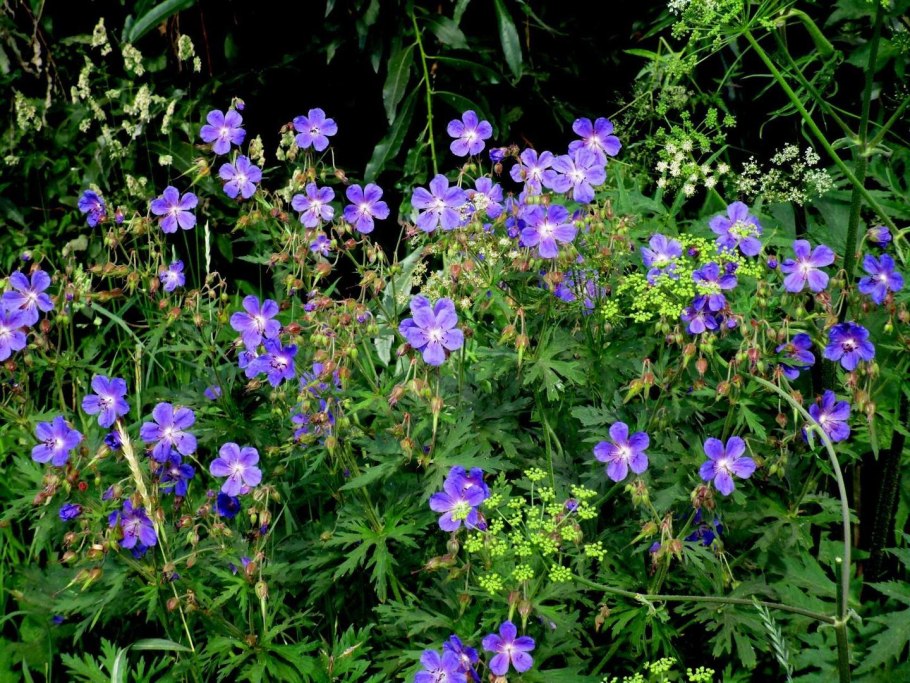 Герань Лесная (Geranium sylvaticum)