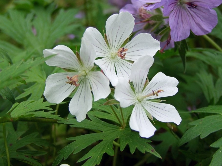 Geranium erianthum