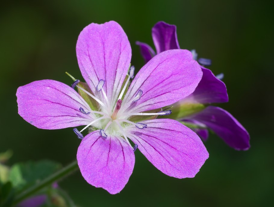 Герань лесная (geranium sylvaticum)