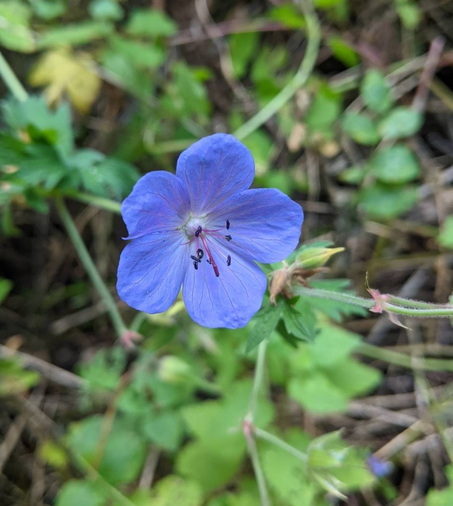 Geranium pratense