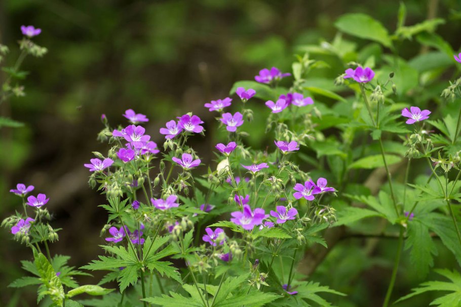 Герань Лесная Мэйфлауа