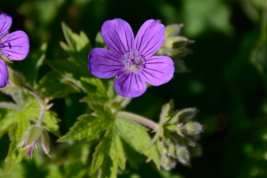 Герань Лесная (Geranium sylvaticum)