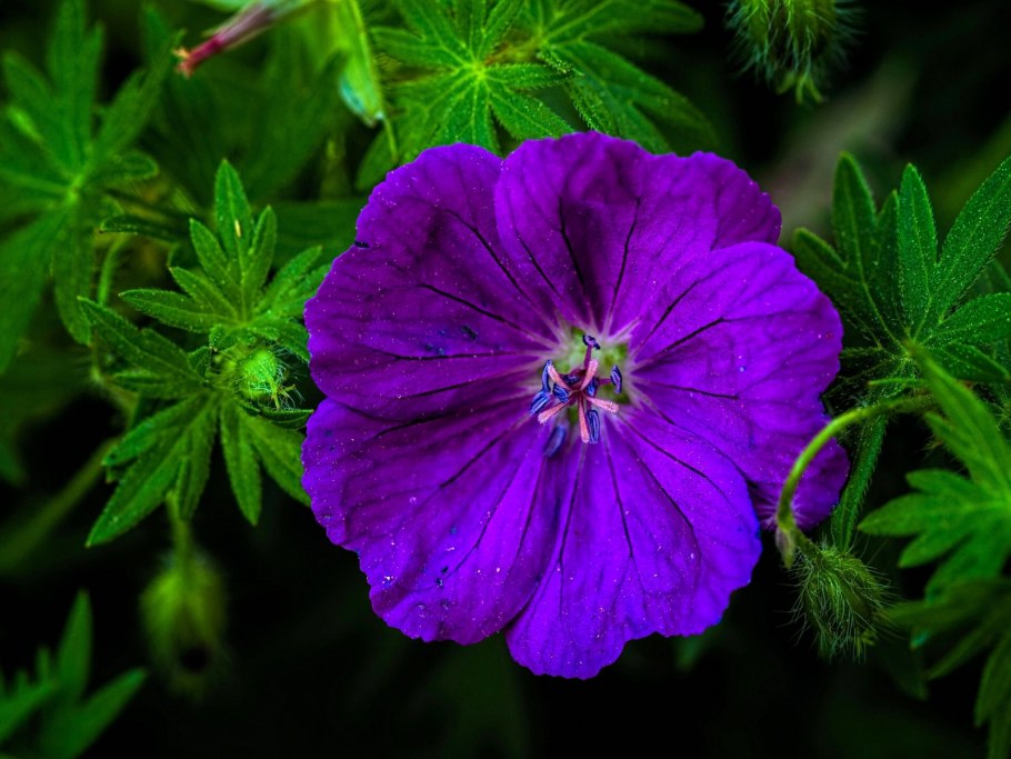 Герань Лесная (Geranium sylvaticum)