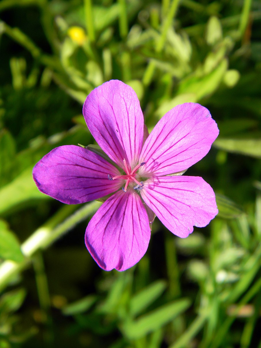 Герань Лесная (Geranium sylvaticum)