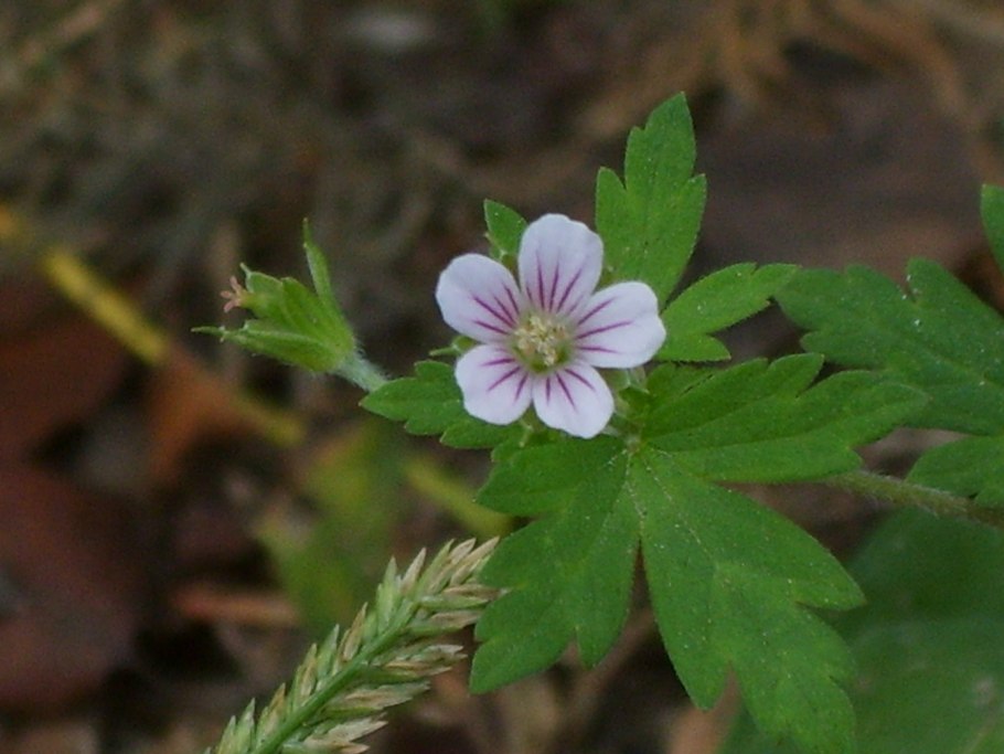 Герань сибирская geranium sibiricum