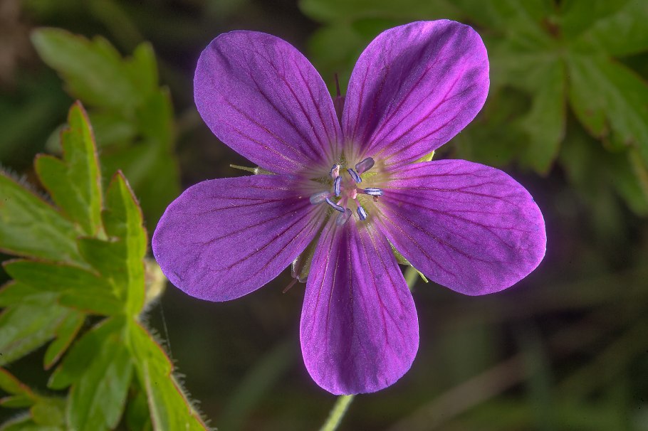 Герань Лесная (Geranium sylvaticum)