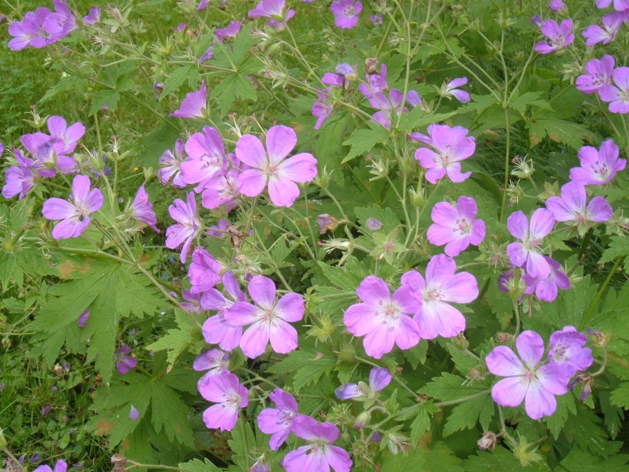 Герань Сибирская Geranium sibiricum