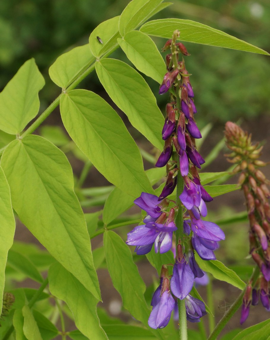 Козлятник Галега