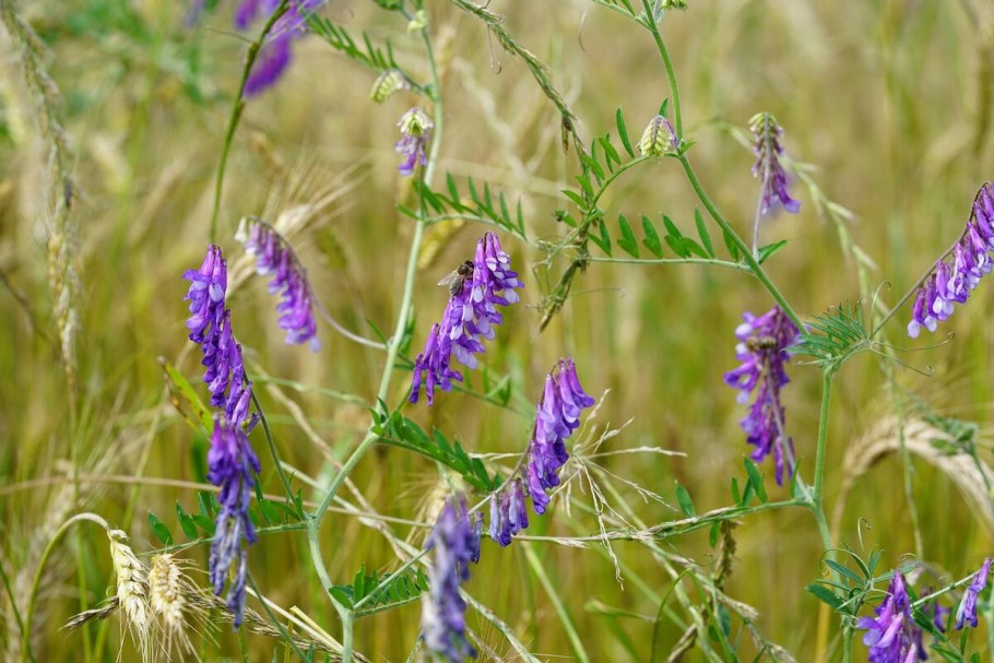 Козлятник или Галега