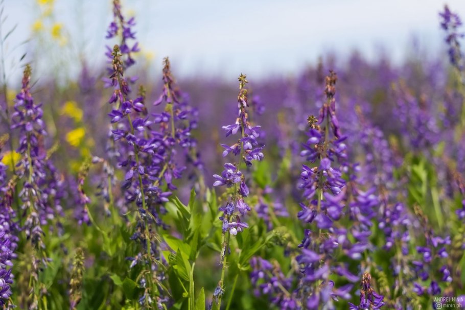 Трава козлятника лекарственного