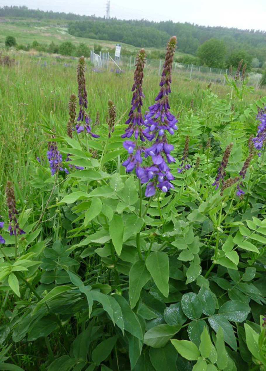 Козлятник трава медонос