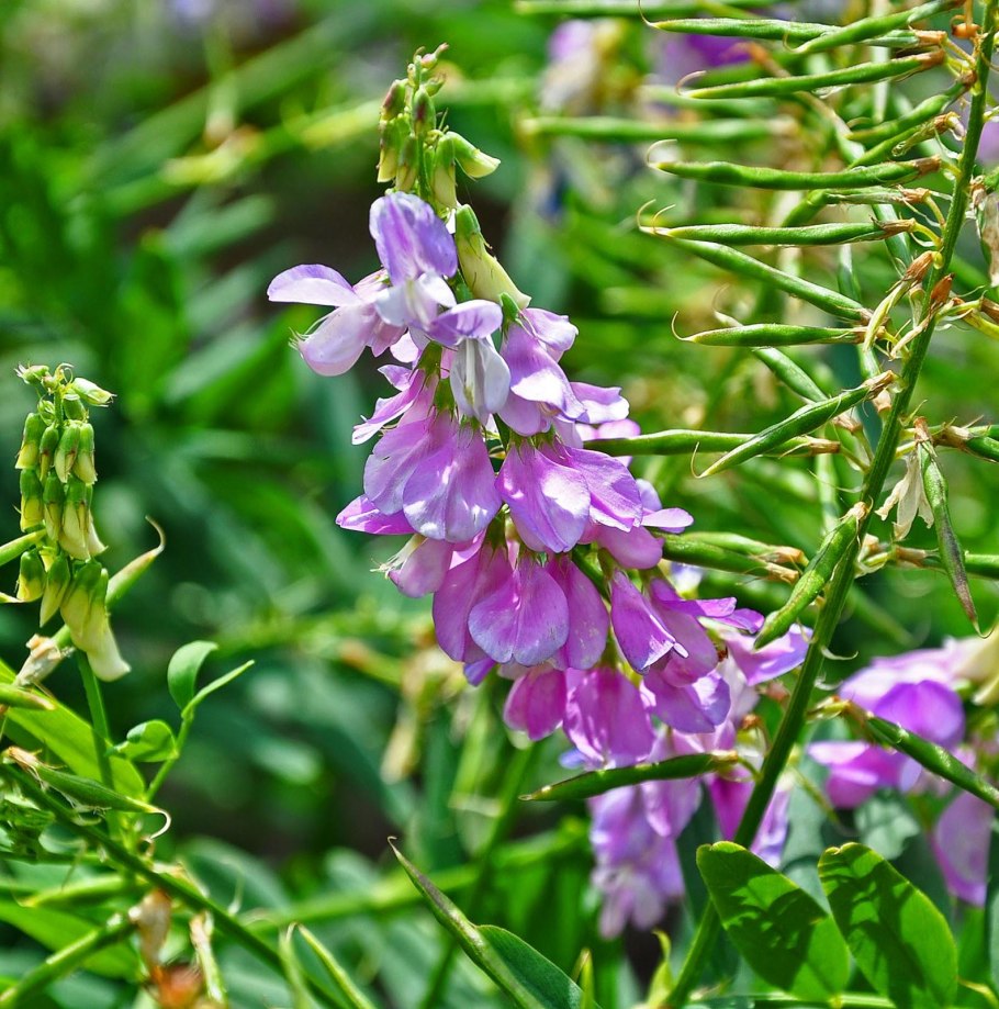 Козлятник Дальневосточный